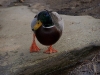 Derwent Valley Reservoir - Duck